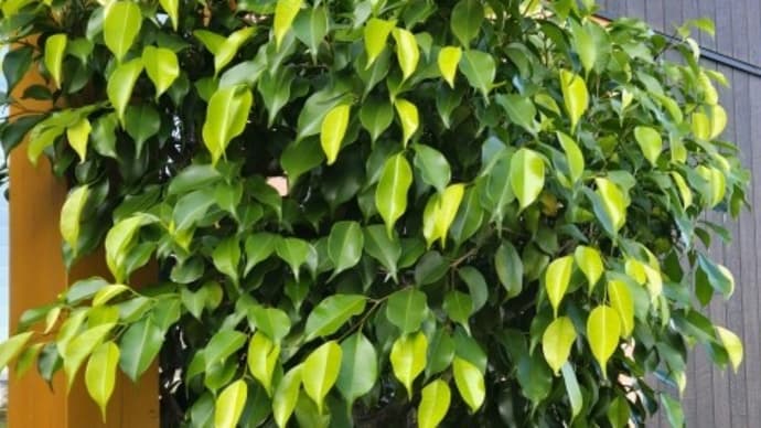 12月になったので観葉植物を室内へ