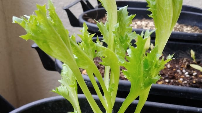 捨てるはずのレタスの芯さえ ライフライン(⌒‐⌒)