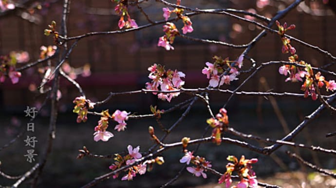 河津桜も満開まであと10日くらい？