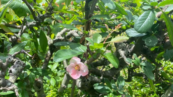 庭の花 ボケ