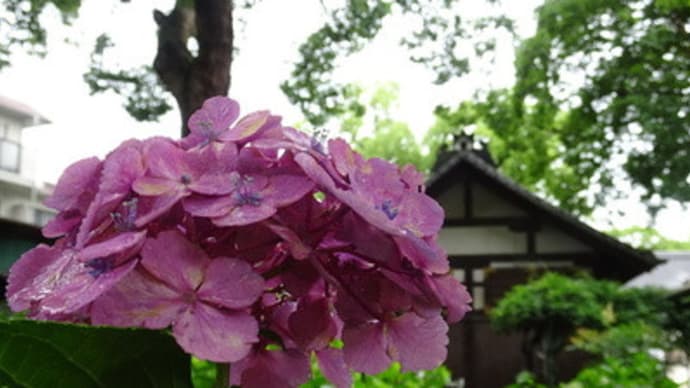 2021年・藤森神社の紫陽花　＠　京都妖怪探訪（７４３）