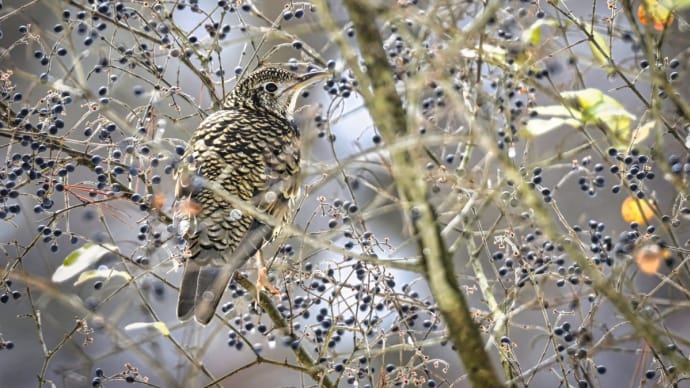 BW トラツグミ、ツグミ、ジョウビタキなど・・・ ☆いつもの公園で