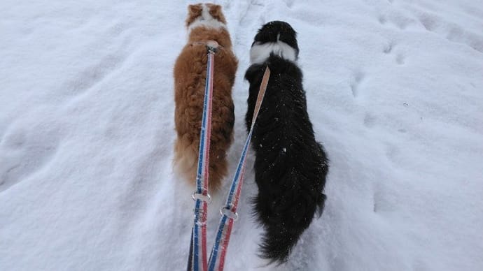積雪T公園