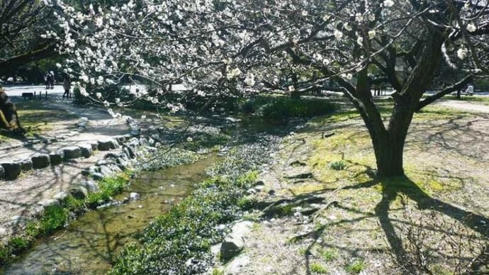京都御苑の梅！