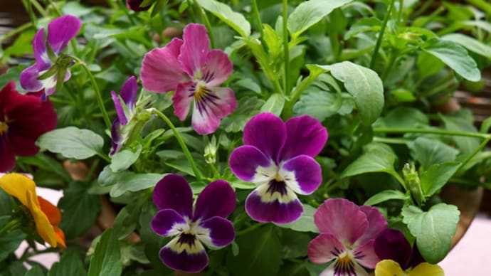 ビオラを種から育てる。4 など春の花。