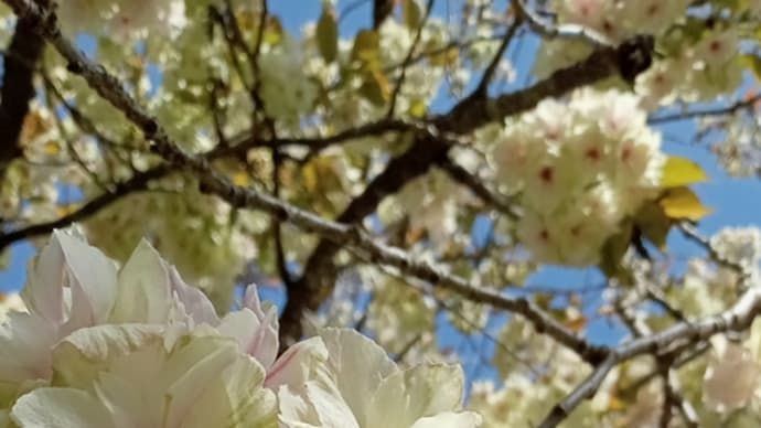 黄桜の丘公園