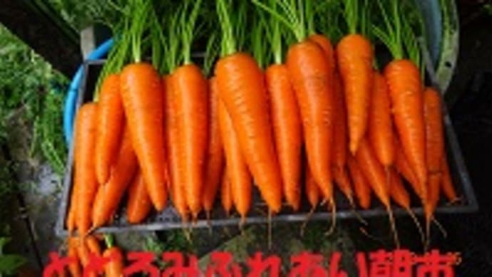 春蒔きニンジン ラスト種まきは4月13日で…