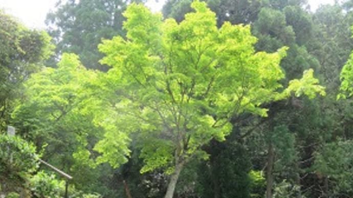 京都 白龍園 100名だけが極上空間を味わえる_春公開 6/19まで