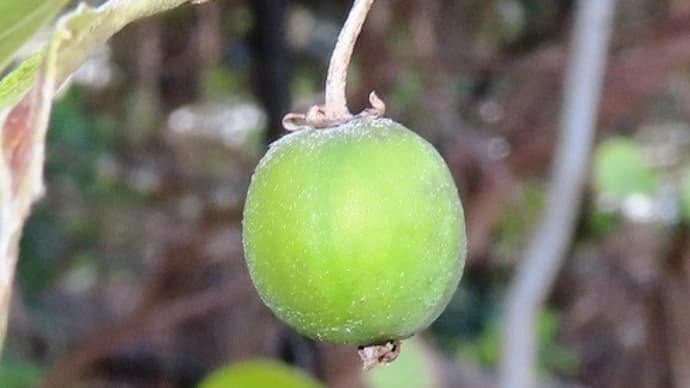 鈴の宮公園から深井花のこみち