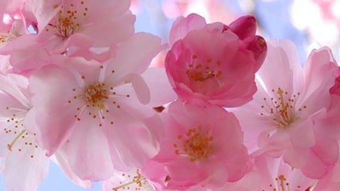 桜を💜夢見草という　動画づくりがお試しばかりでずさんだけれど　私の頭もずさんだわ。Bing先生に感謝。
