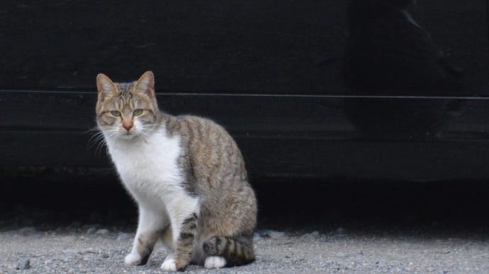 猫さん、黒い車をバックでのショット【調布市散歩】 2021.JAN
