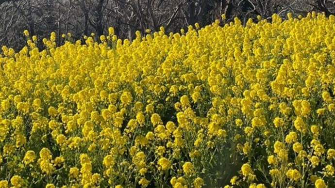 1月13日〜2月18日の期間、二宮町の吾妻山で「菜の花ウォッチング2024」が開催中!地魚と自然薯料理 海山