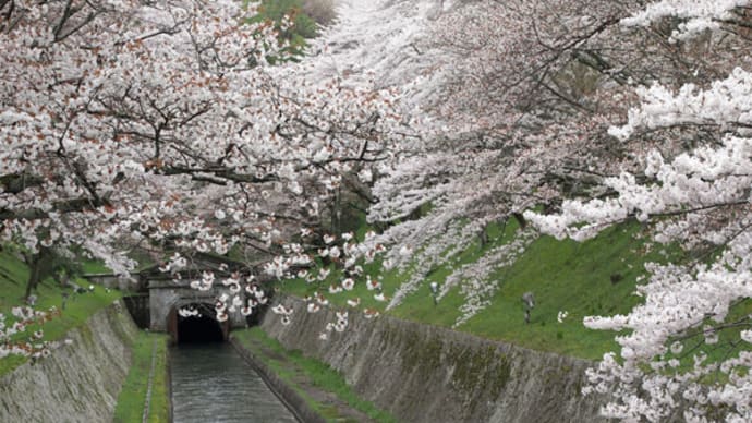 琵琶湖疏水　桜のライトアップ