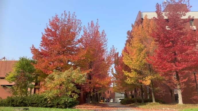金沢大学、角間キャンパスの紅葉