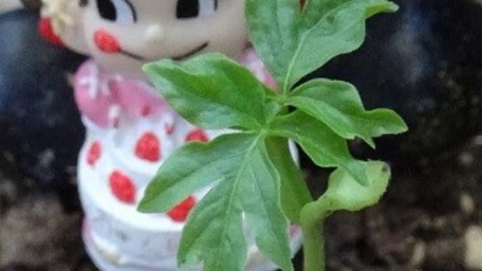 6日目にフウセンカズラ(風船蔓)の双葉誕生