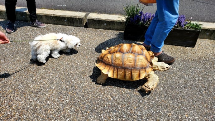 生まれて初めて、大きなカメに遭遇した犬のマル ♪