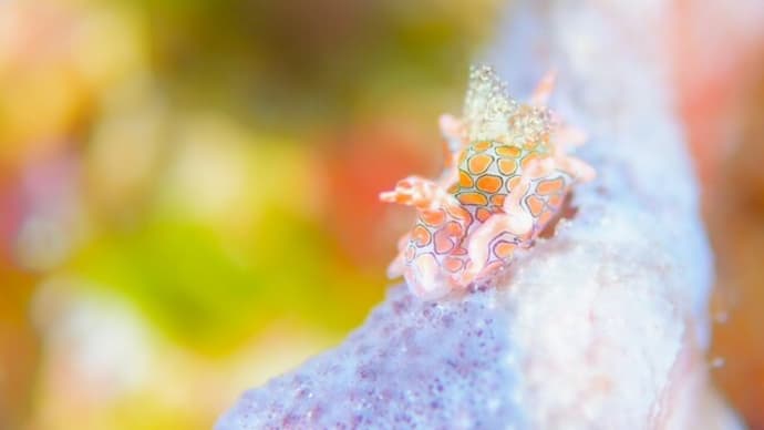 カラフルな水中マクロの世界!!、12月中旬の海。☆