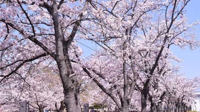 姫路市 手柄山中央公園 桜 '23