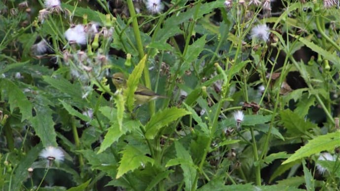 マミジロアメリカムシクイ Tennessee Warbler