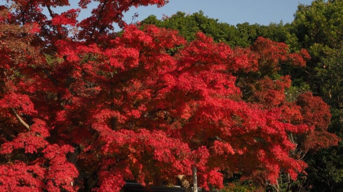 万博記念公園日本庭園の錦秋