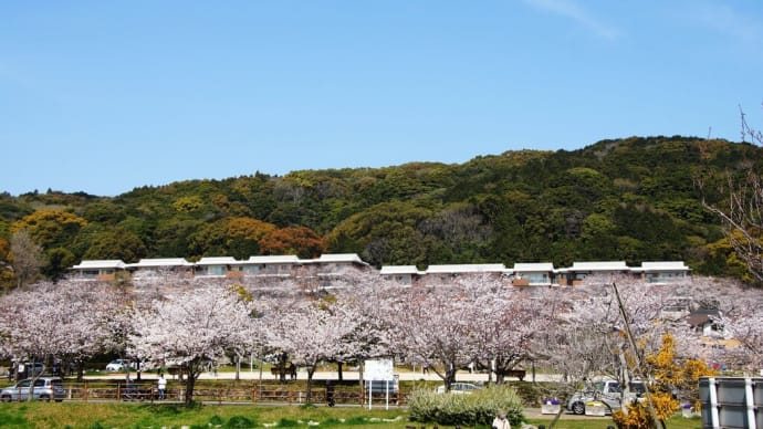 桜で埋まる街角・・・北九州市八幡東区高見