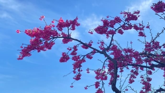 緋寒桜