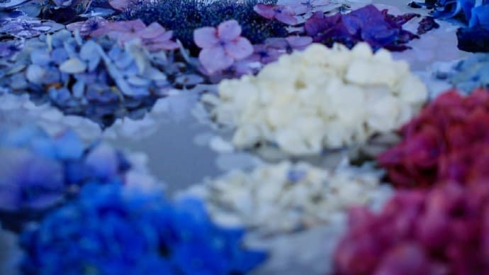 粟井神社の紫陽花