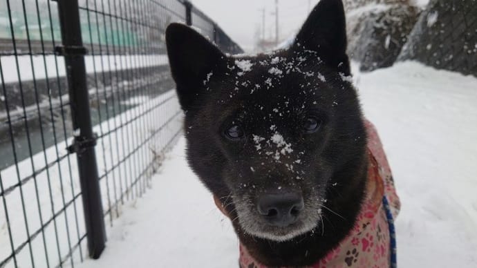 久々だった雪