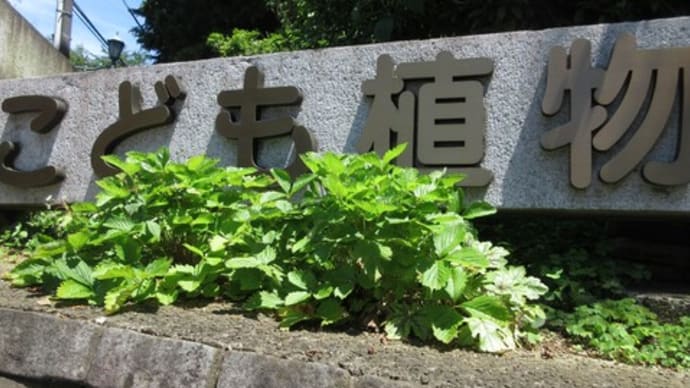 横浜こども植物園 あじさい