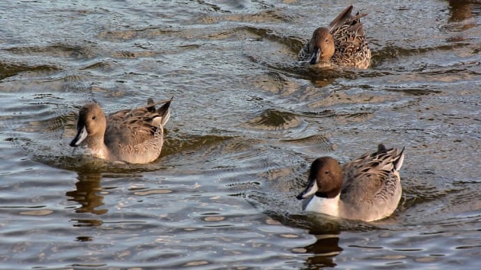 袖ヶ浦公園の野鳥たち-オナガガモ、キンクロハジロが沢山いました