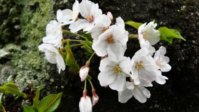 (続々)桜、さくら、サクラ
