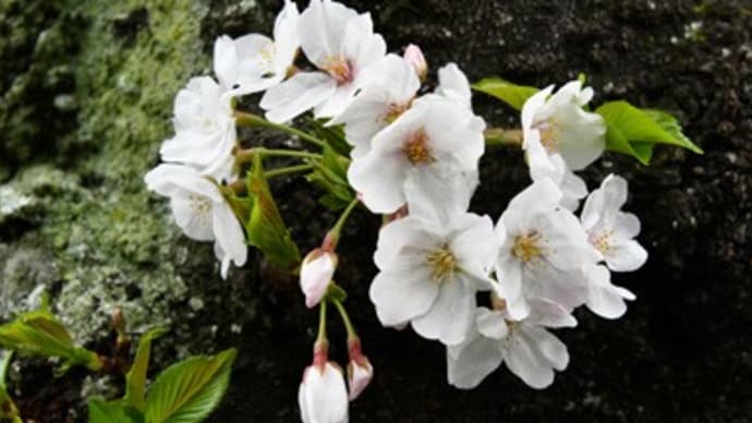 （続々）桜、さくら、サクラ