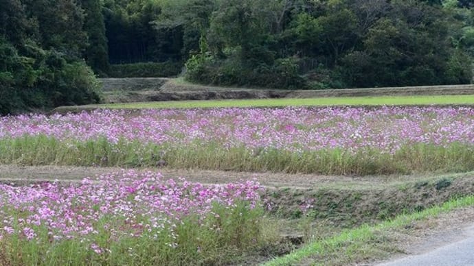 姫路市香寺町 コスモス畑・赤そばの花畑 '21