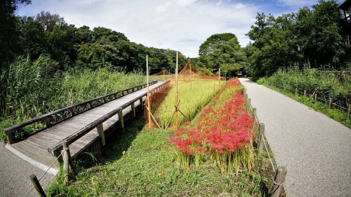 ヒガンバナが咲き、稲田が光る植物園の風景