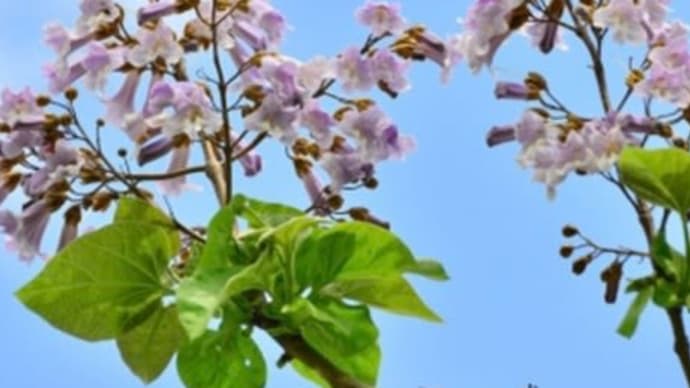 20230528. 桐の花 田んぼに鷺 くろべえのお見送り