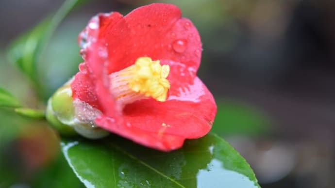 庭で咲く花たち 雨降のショウジョウバカマの花たち 38
