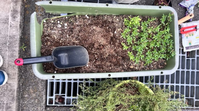 瀕死のプランターのお花は〜職場のプランター活動〜
