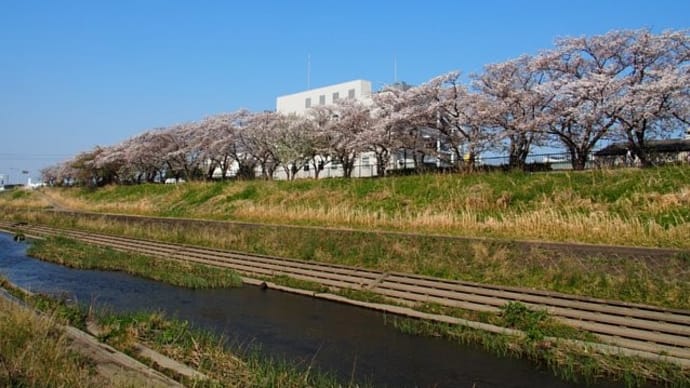 柏尾川~桜花散歩