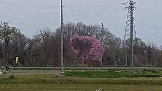ハートの桜