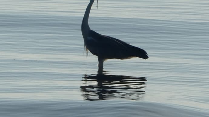 鷺の海面散歩