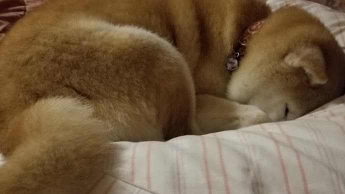 睡魔が襲って来ない夜もある