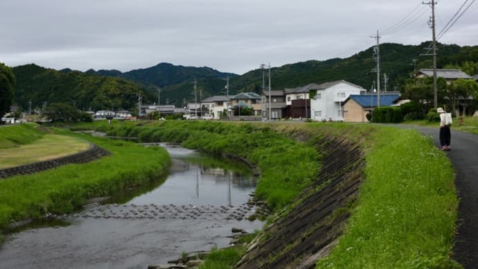 梅雨入り間近の散歩道