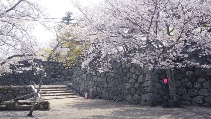 松阪市「松阪城跡の桜」見てきました~(^^)