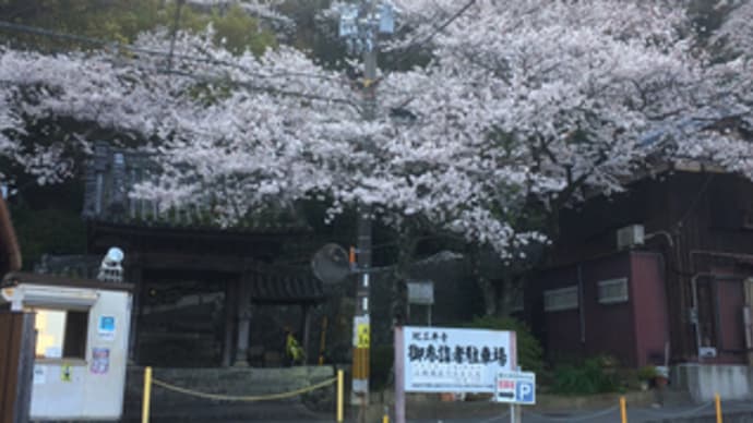 紀三井寺の桜2018