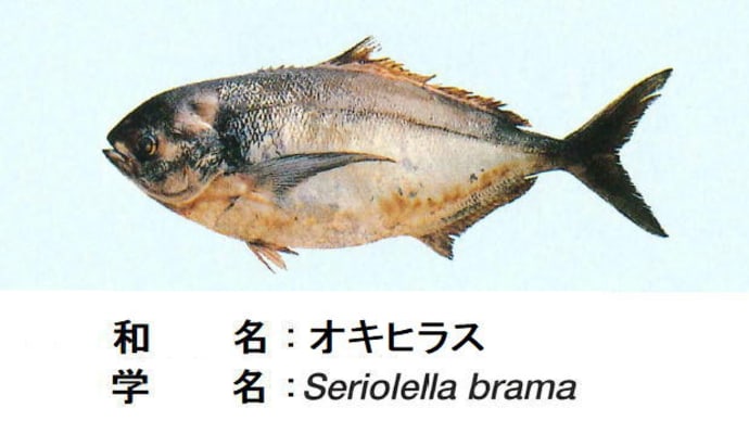 あれってそれってどんな魚なの? ~ 回転寿司の代替魚