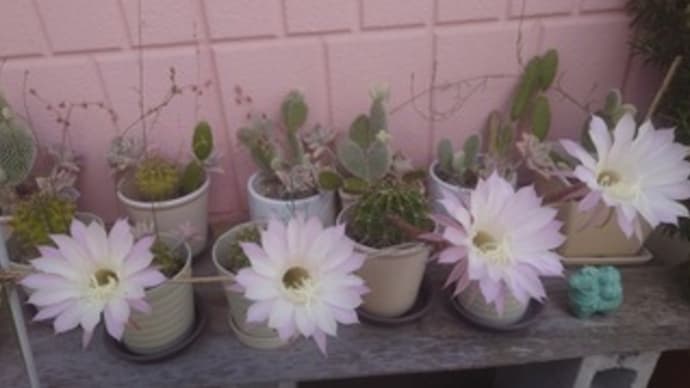 サボテンの花が咲きました