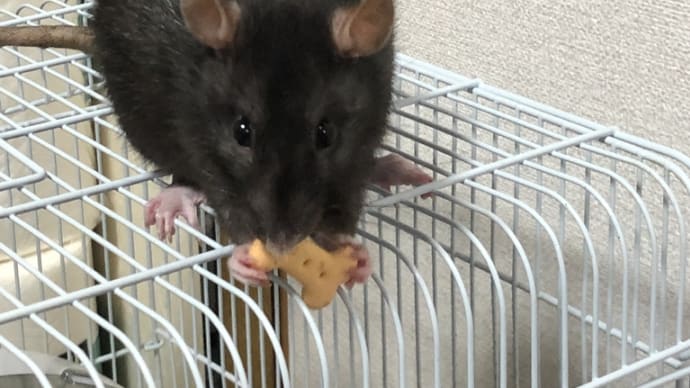 美味しそうに食べやがる( *´艸`)