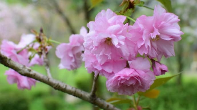 京都府立植物園の桜