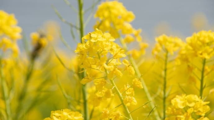 福山市田尻町・海と菜の花畑の絶景と、鞆の浦・医王寺からの眺望