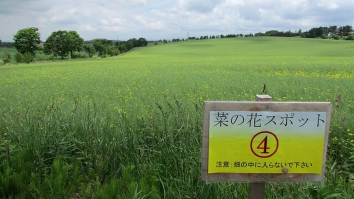 【平取町　芽生すずらん群生地】